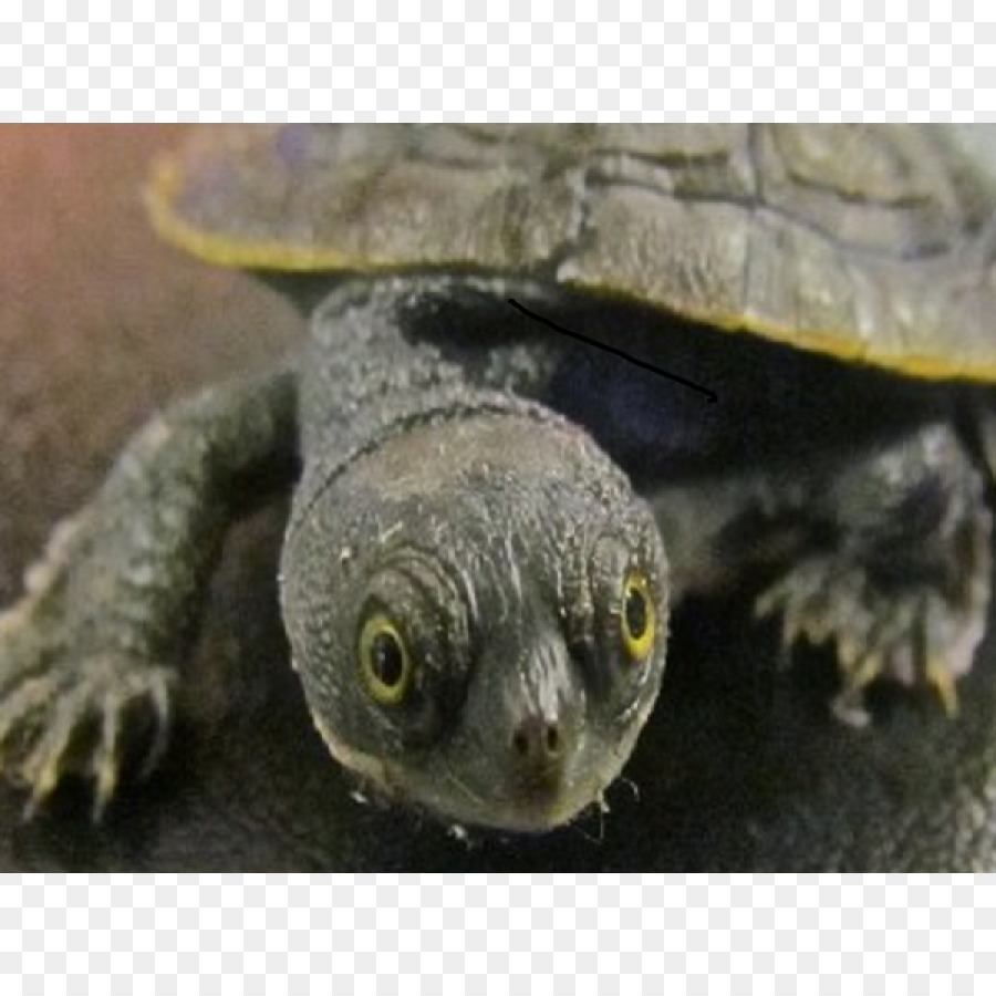 Común De Ajuste De La Tortuga，Tortuga PNG