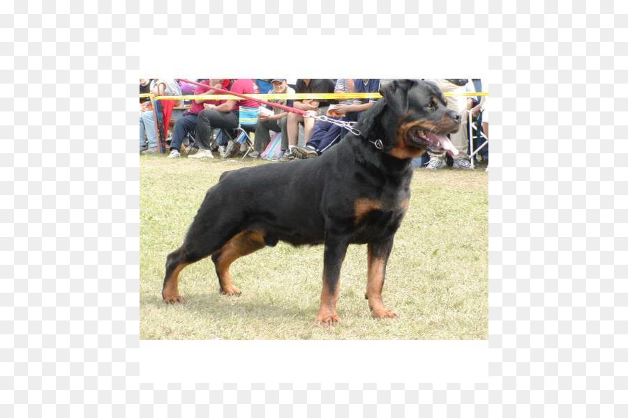 Perro Rottweiler，Rottweiler PNG