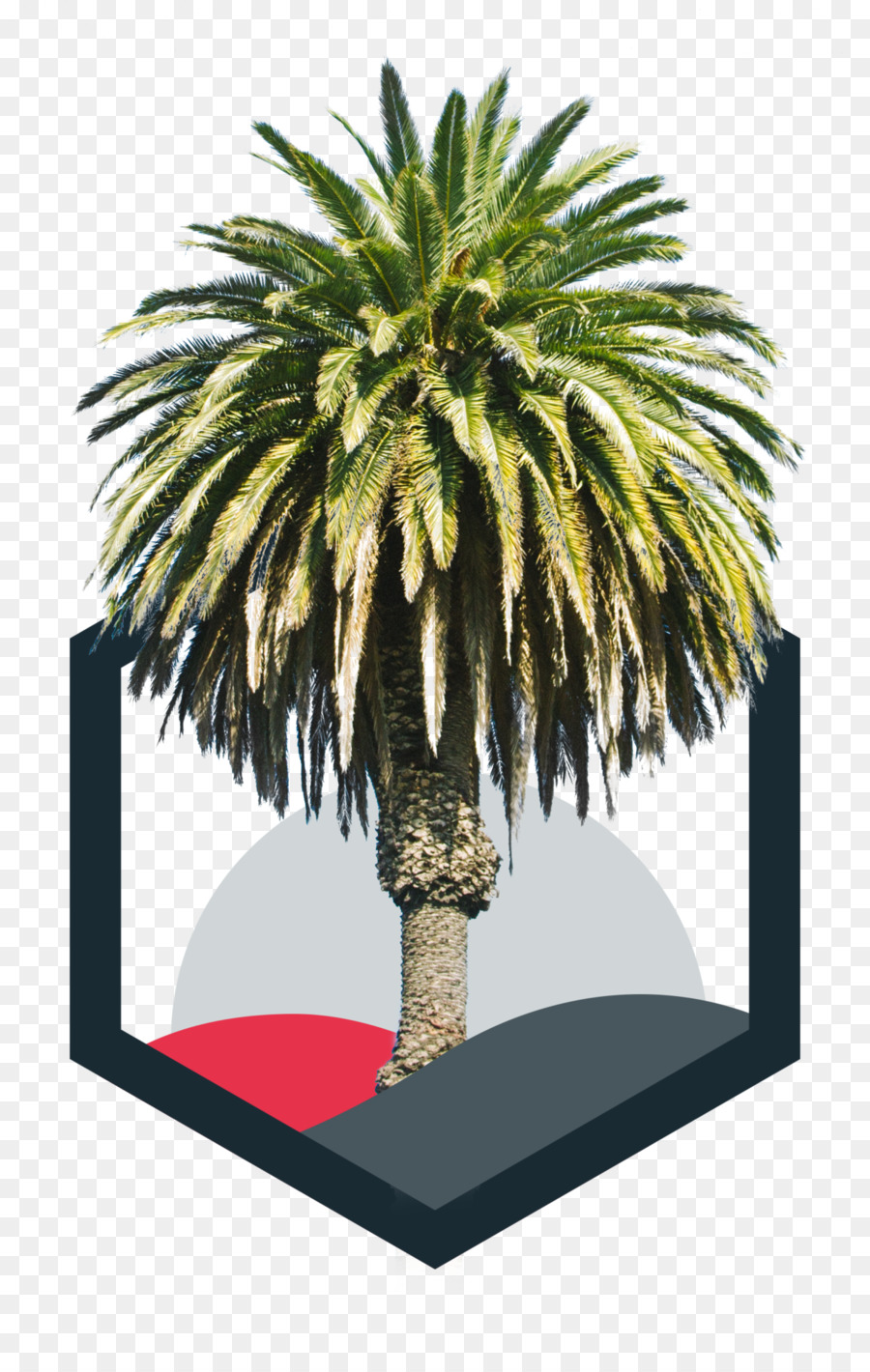 Arecaceae，Árbol PNG