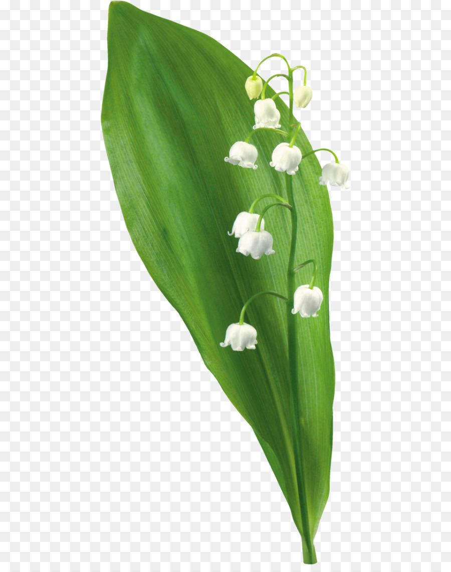 Lirio De Los Valles，Blanco PNG