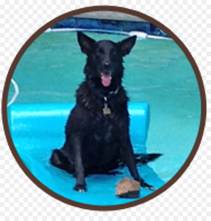 Flatcoated Retriever，Schipperke PNG