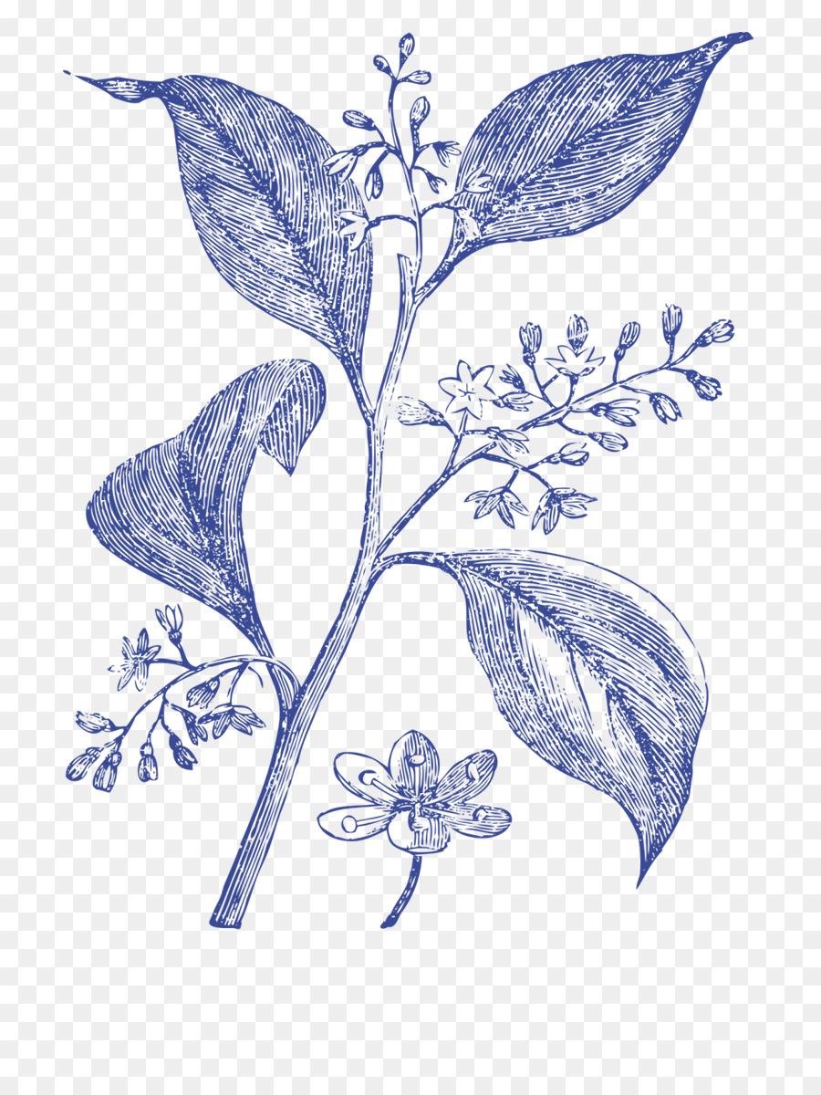 Plantas Medicinales，árbol De Alcanfor PNG