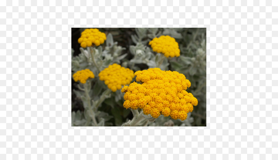 Planta Del Curry，Helichrysum Arenarium PNG