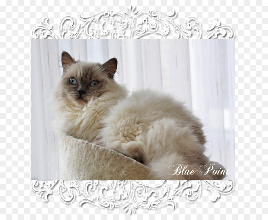 Ragdoll，Birman PNG