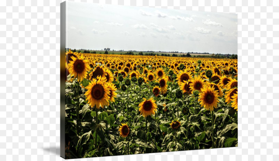 Común De Girasol，La Semilla De Girasol PNG