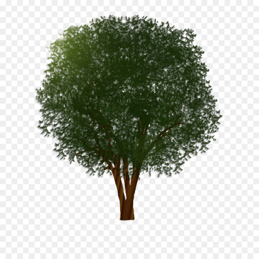 Árbol，Sucursales PNG