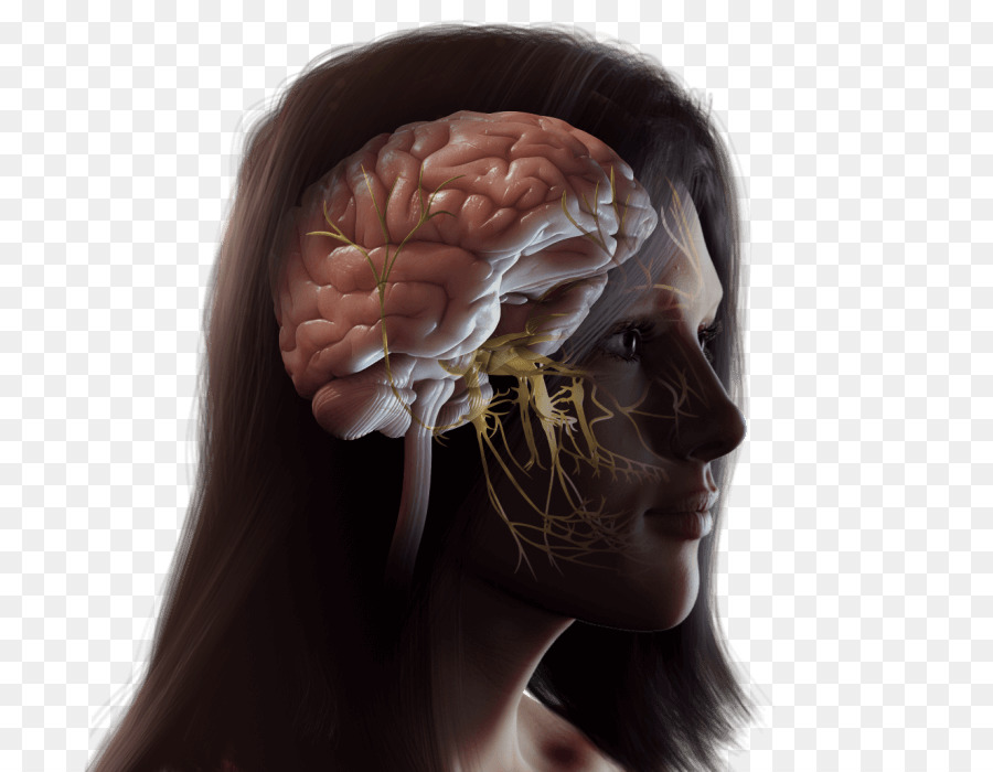 Modelo De Cabeza Humana，Cerebro PNG