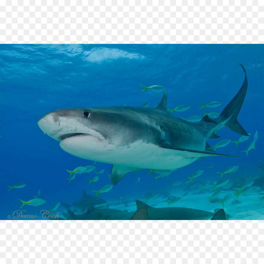 Tigre，Gran Tiburón Blanco PNG