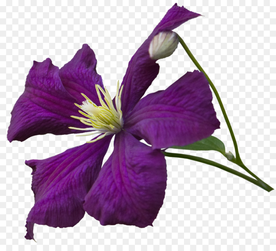 Cuero Flor，Flor PNG