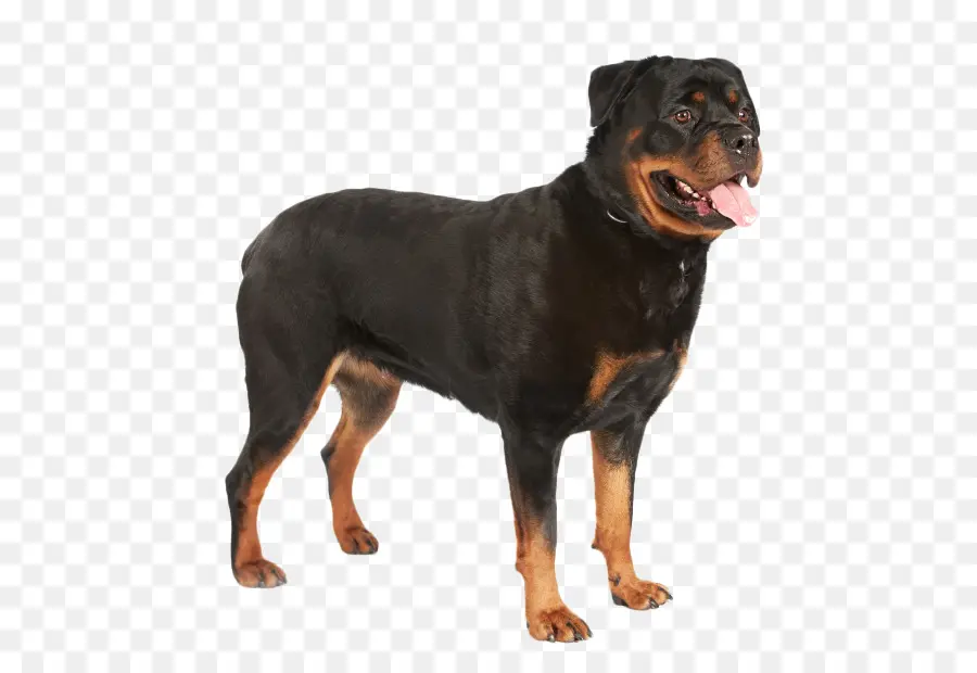 Rottweiler，Bulldog PNG