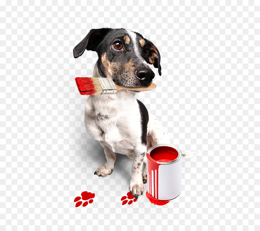 Raza De Perro，Perro PNG