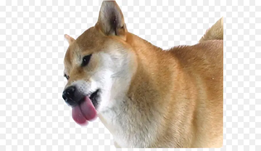 Shiba Inu，Cachorro PNG