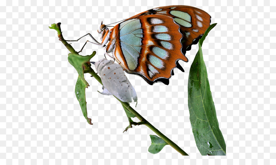 Brushfooted Mariposas，Mariposa PNG