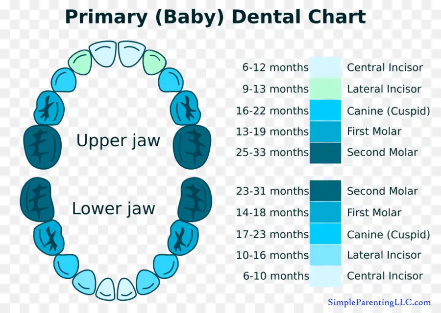 Dientes Caducos，Diente PNG