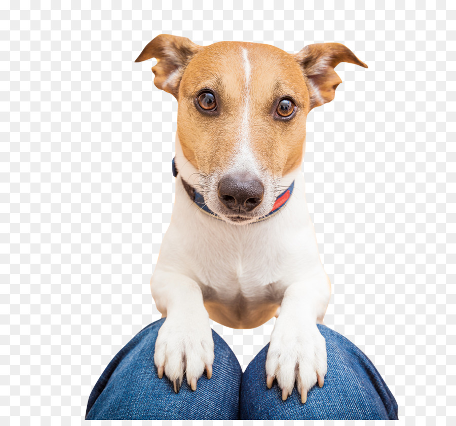Cachorro，Jack Russell Terrier PNG