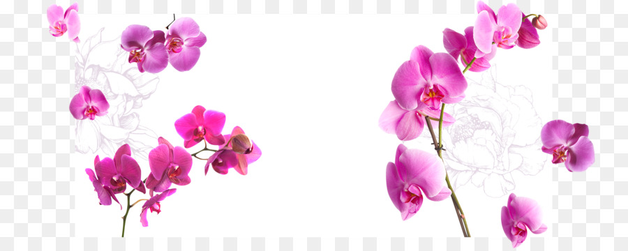 Las Orquídeas，Flor PNG