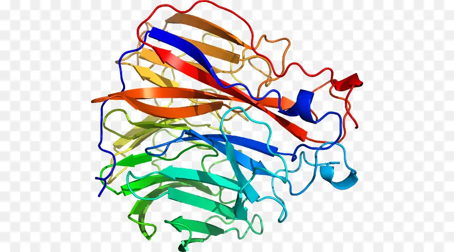 Estructura De Proteína Colorida，Biología PNG