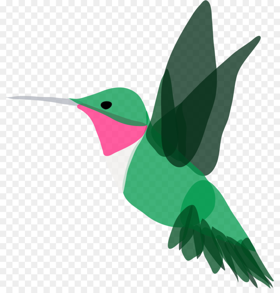 Pico，Colibrí M PNG