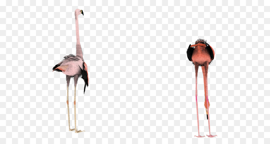 Flamencos，Rosa PNG