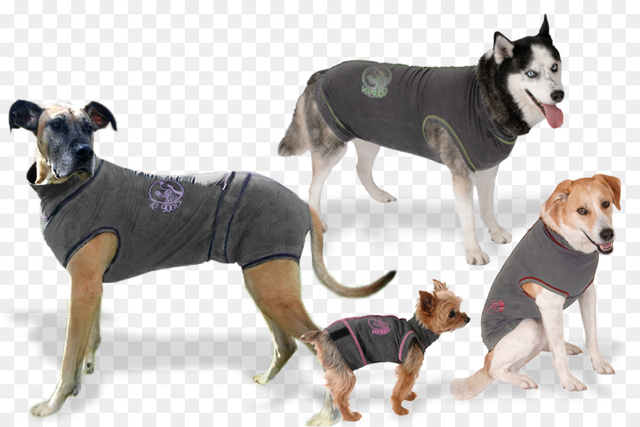 Raza De Perro，Perro PNG