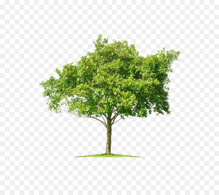 Una Fotografía De Stock，Árbol PNG