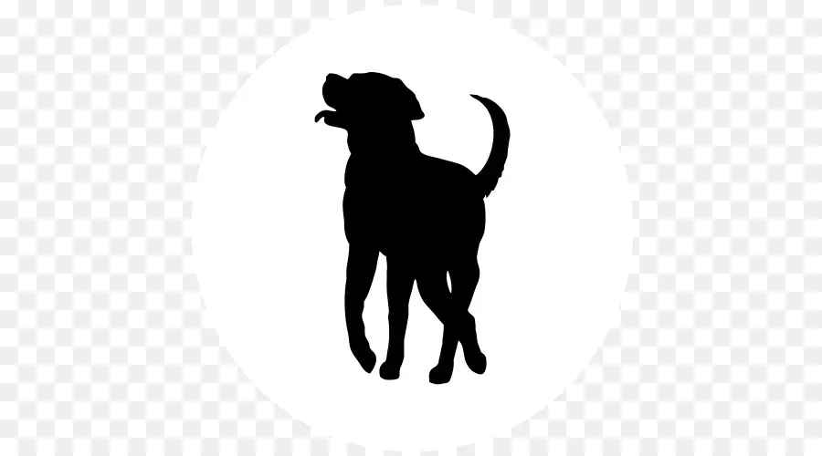 Labrador Retriever，Cachorro PNG