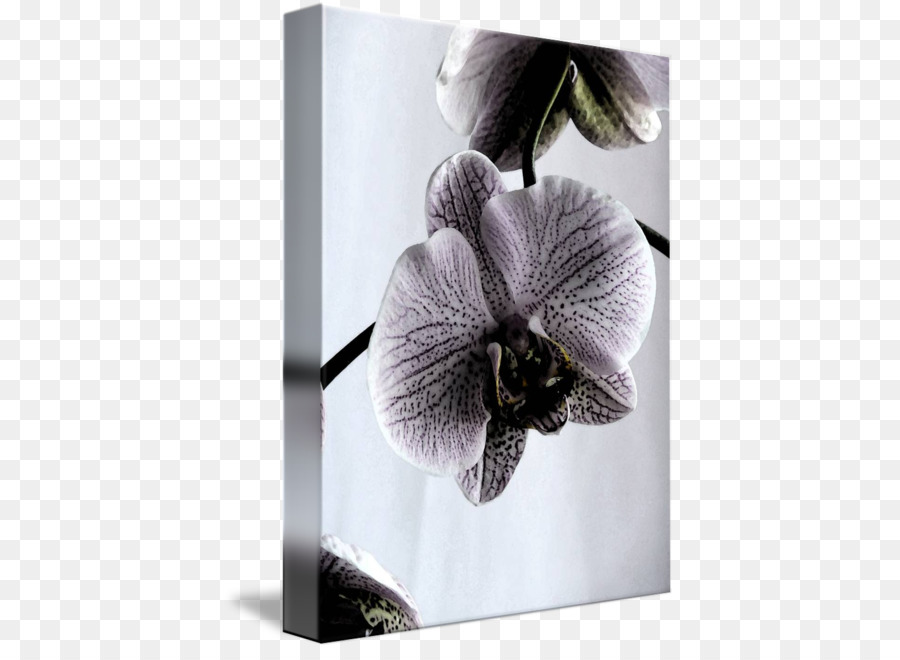 La Polilla De Las Orquídeas，Violeta PNG