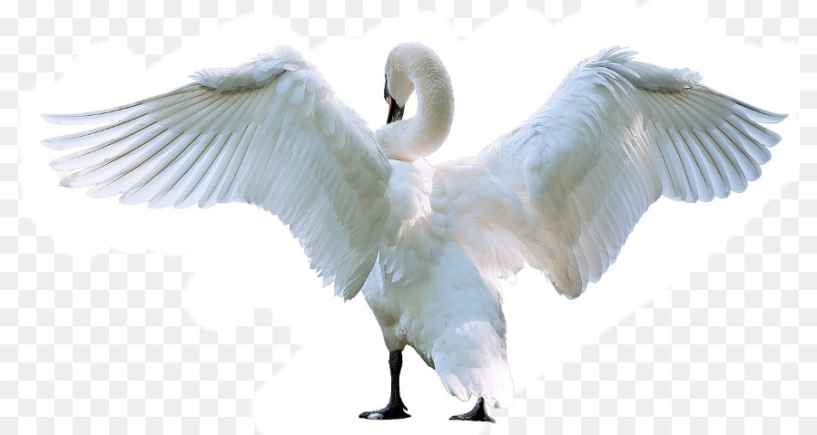 Cisne，Aves PNG