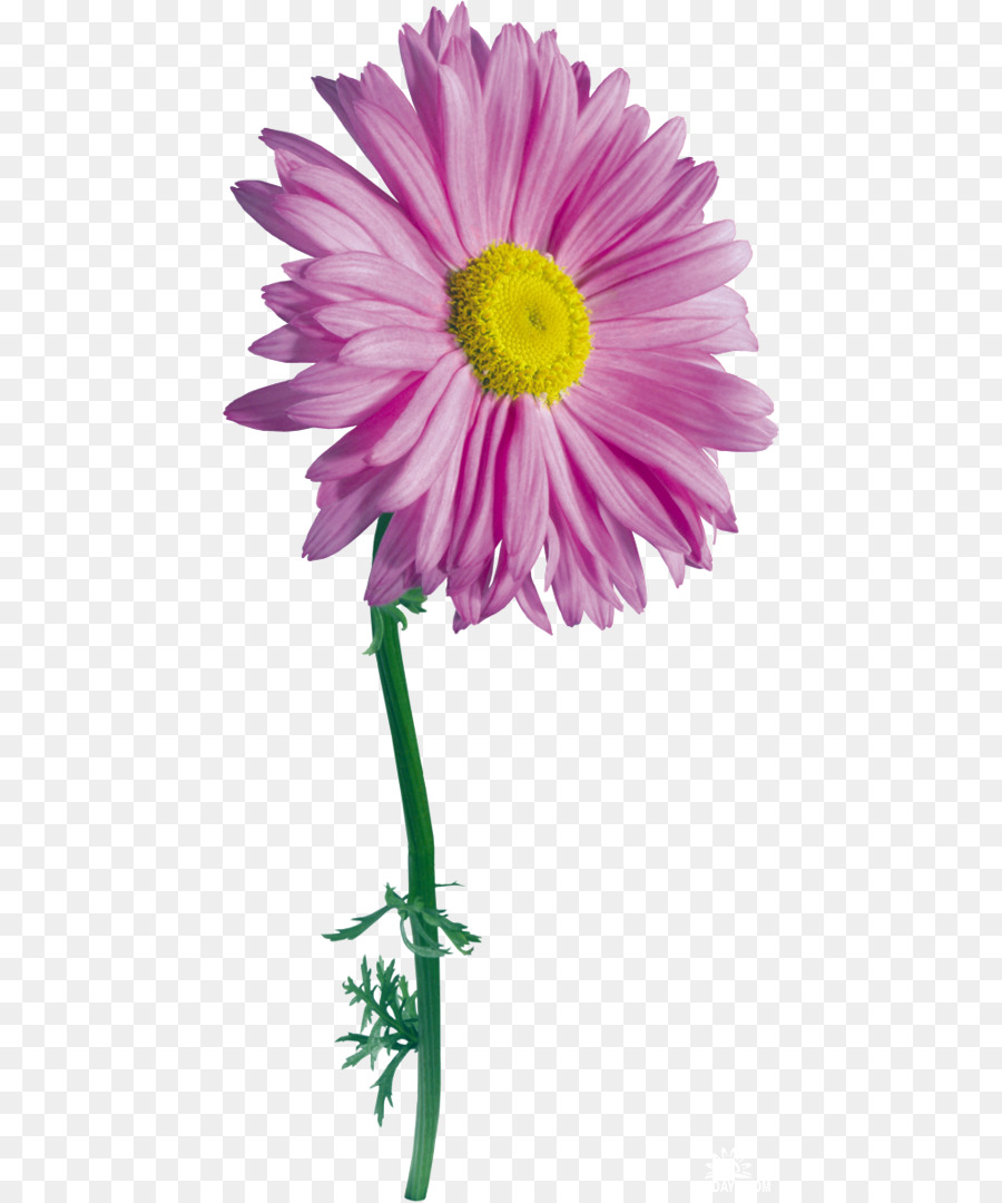 Flor，Dibujo PNG