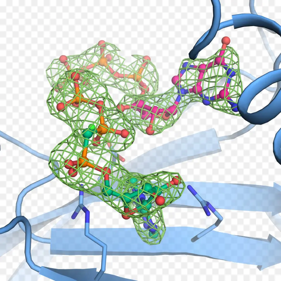 Biología Molecular，Biología PNG