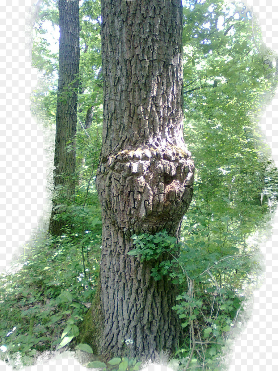 Árbol，Bosque PNG