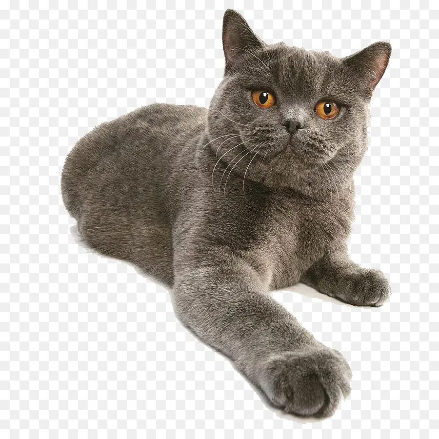 Snowbell，Stuart Little PNG