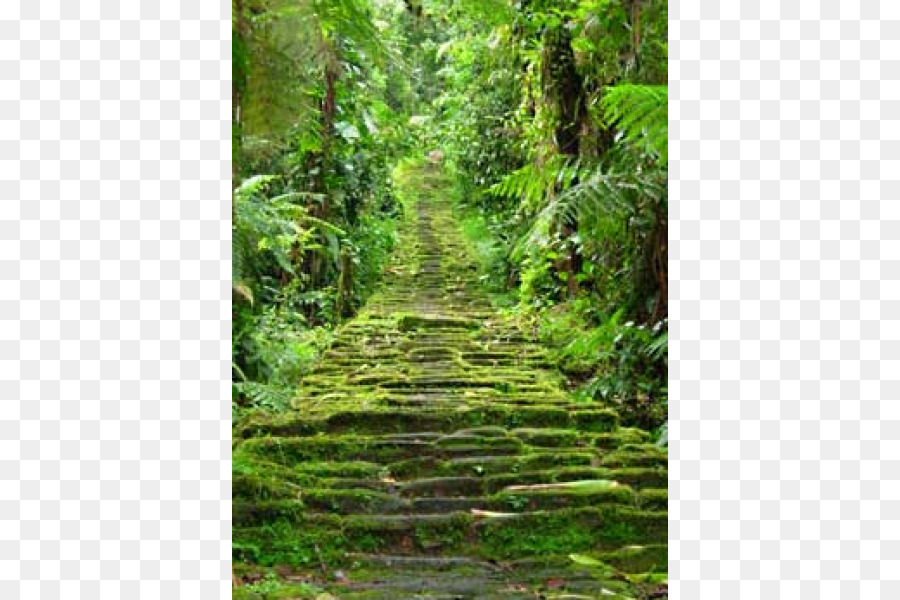 Camino Cubierto De Musgo，Bosque PNG