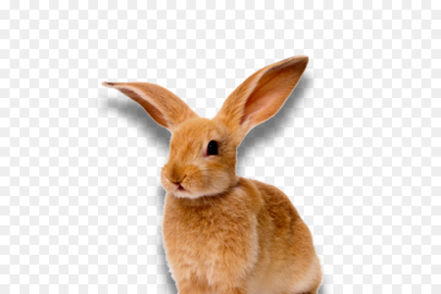 Conejo，Conejito PNG