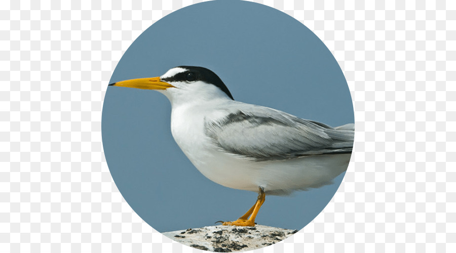 Las Gaviotas，Aves PNG