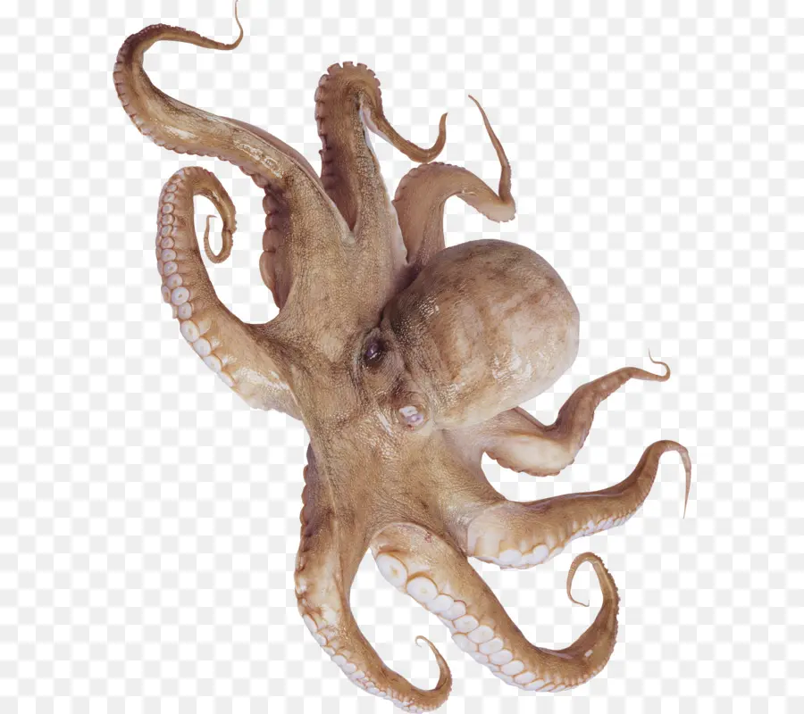 Pulpo，Típico De Los Pulpos PNG