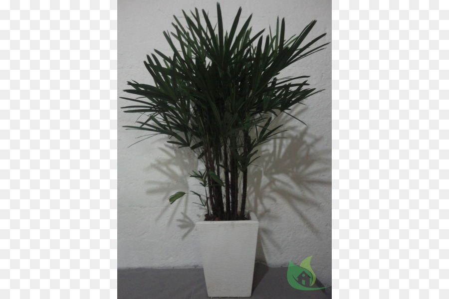 Arecaceae，Maceta PNG