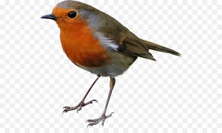 Europea Robin，Aves PNG