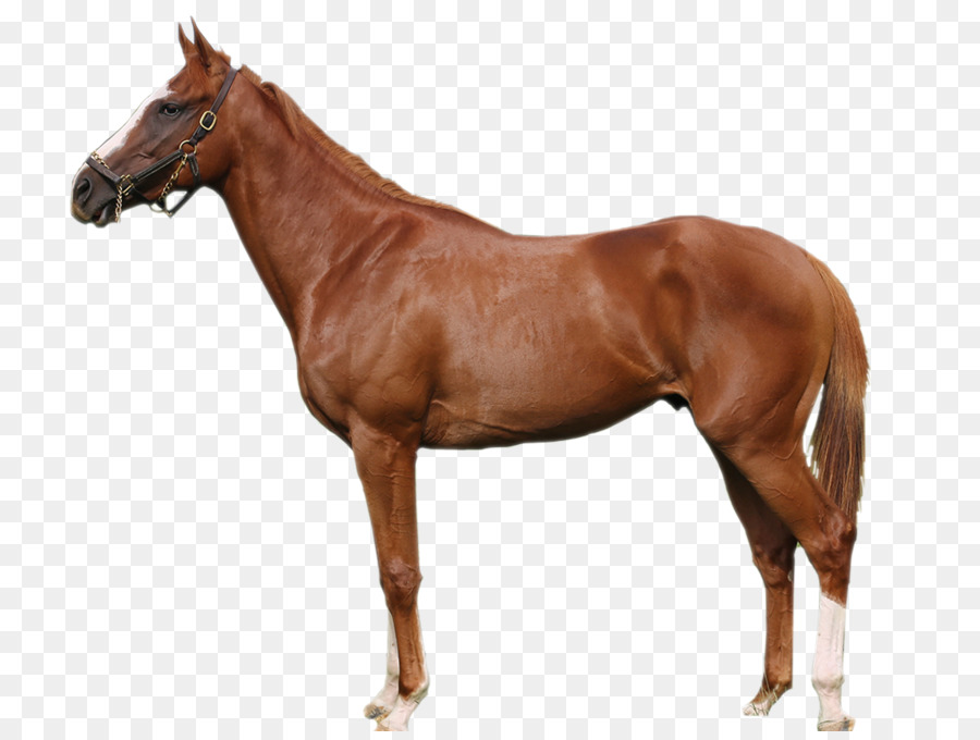 Caballo，Marrón PNG