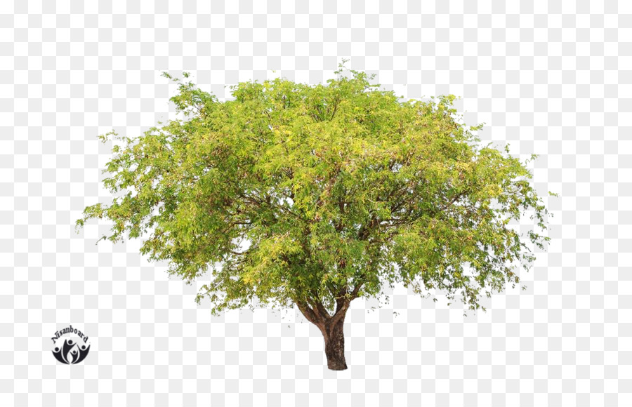 Árbol，Bosque PNG