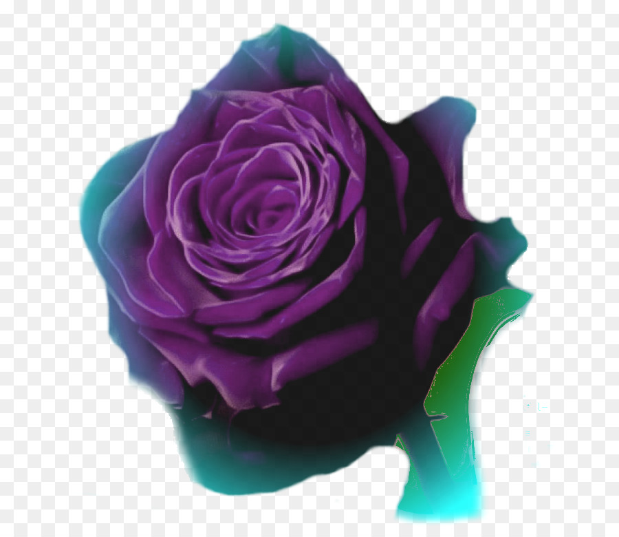 Las Rosas De Jardín，Animación PNG