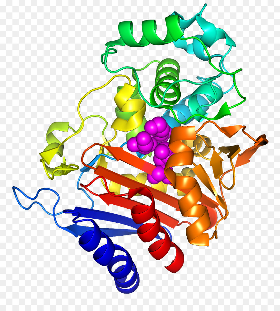 Estructura De La Proteína，Molécula PNG