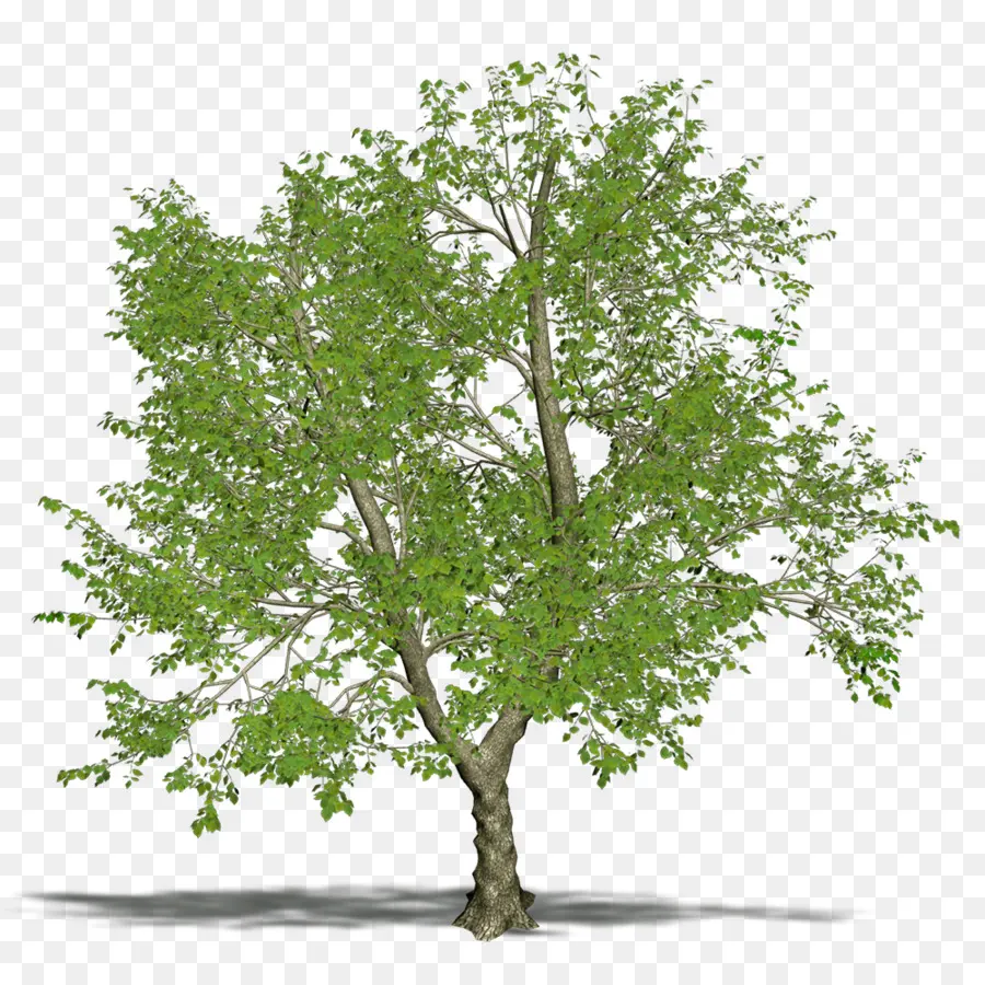 Árbol，Hojas PNG