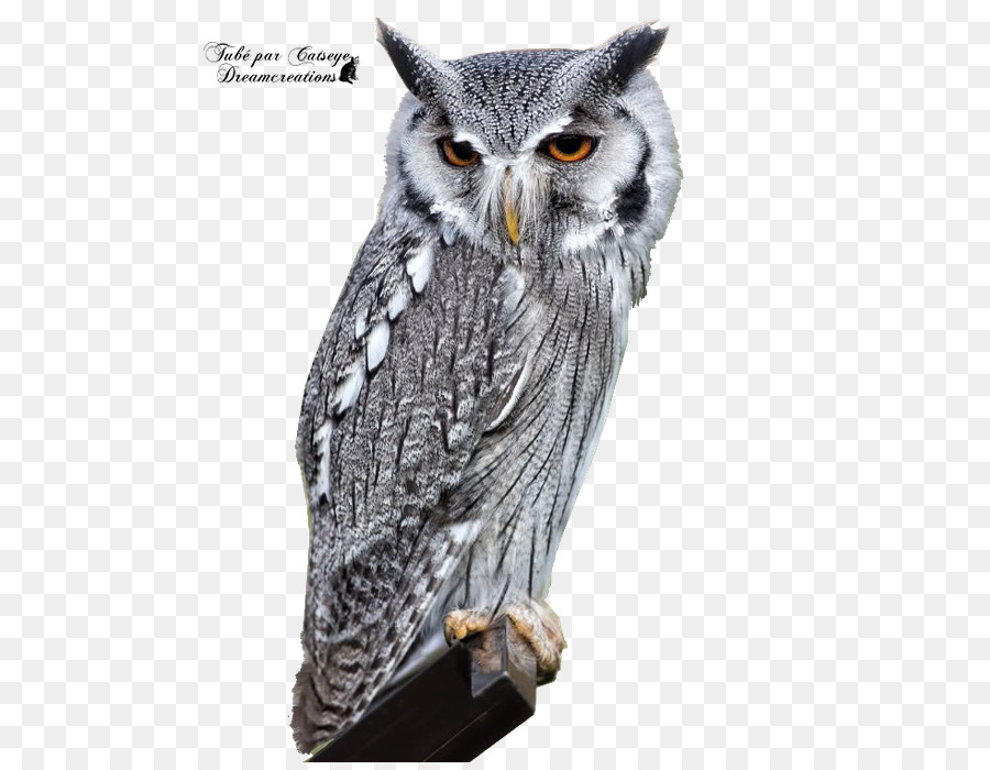 Pájaro，Eurasia Eagleowl PNG