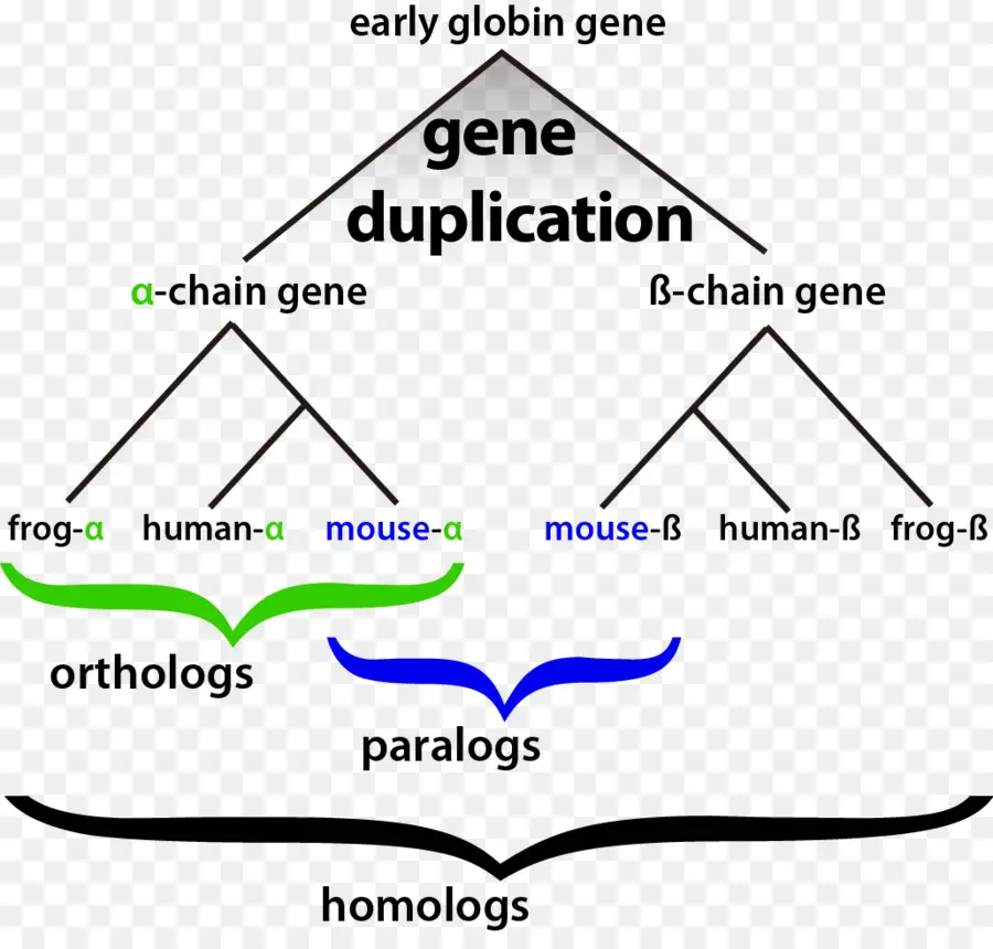 Homología，La Bioinformática PNG