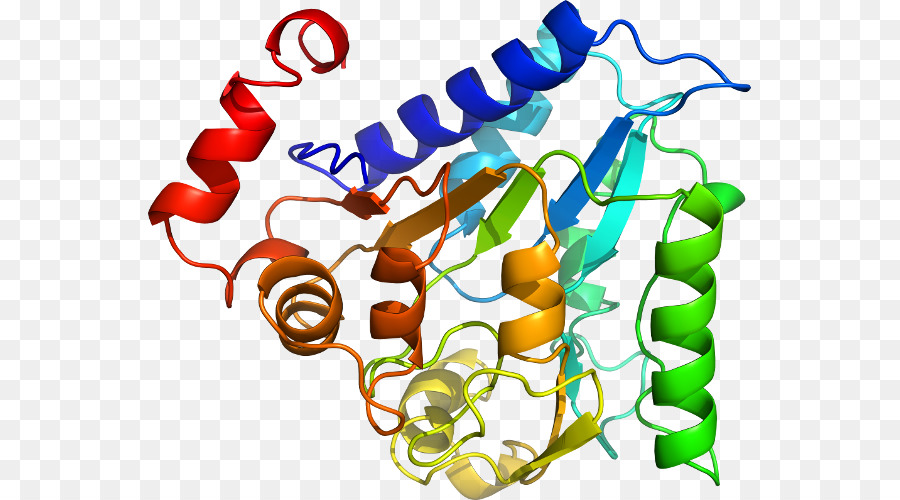 Estructura De La Proteína，Molécula PNG