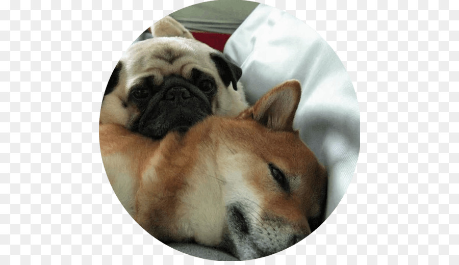 Pug，Cachorro PNG