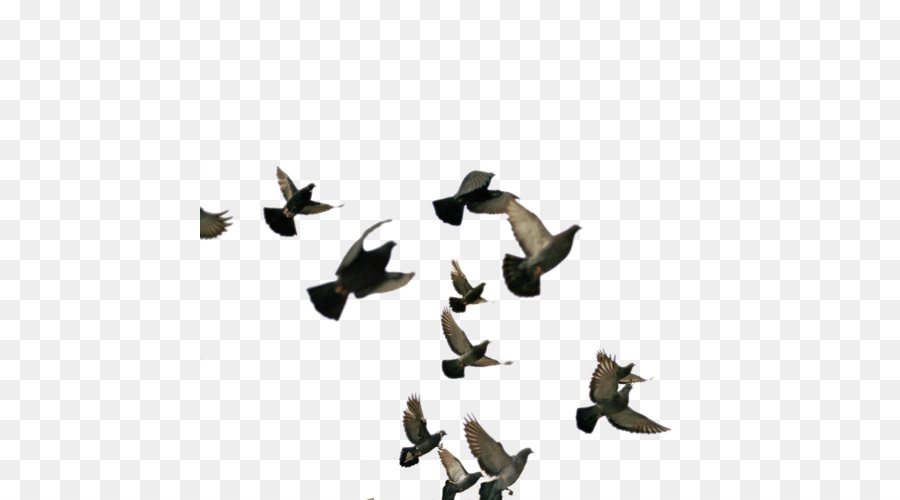 Vuelo，Aves PNG