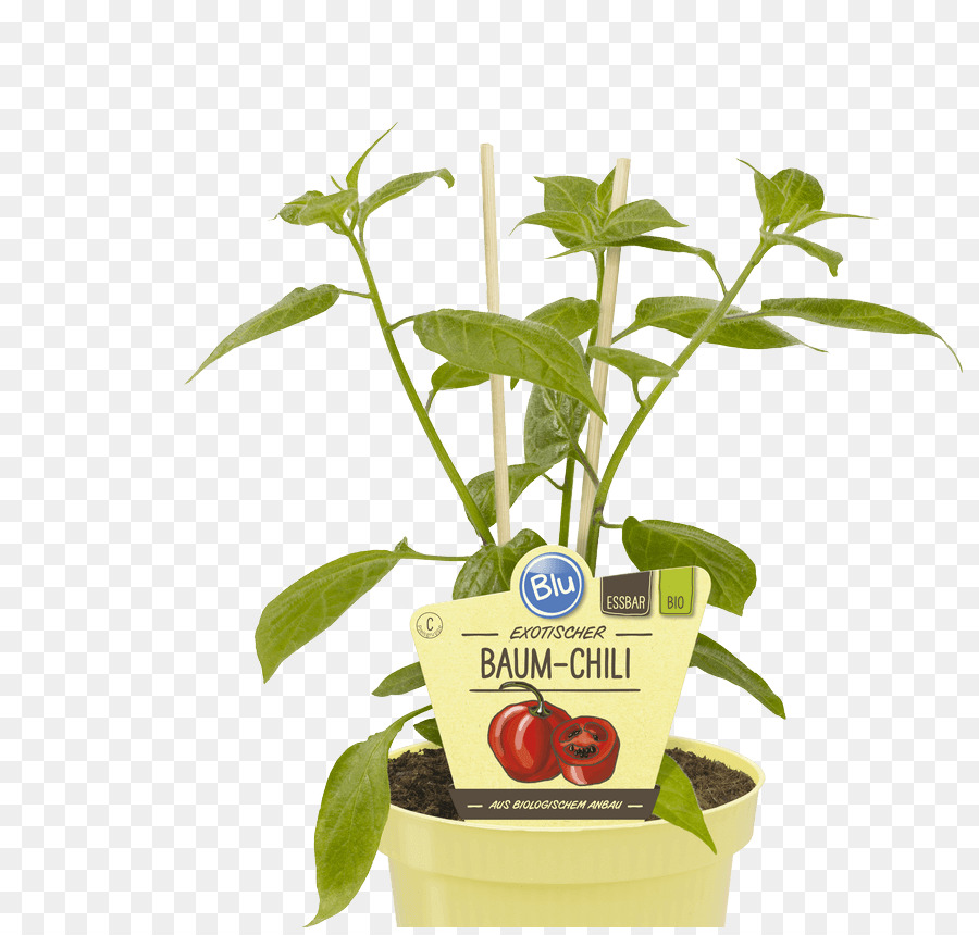 La Cocina Mexicana，Capsicum Pubescens PNG