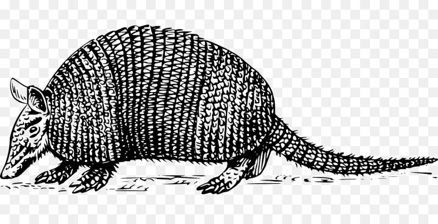 Armadillo，Dibujo PNG